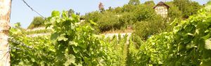 Biowein aus dem Saale-Unstrut-Weinanbaugebiet